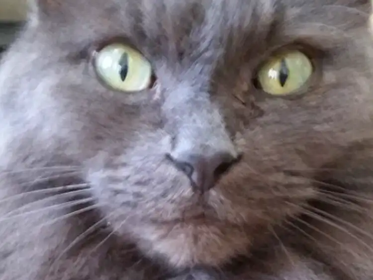 Hair, Head, Cat, Eyes, Carnivore, Felidae, Grey, Small To Medium-sized Cats, Whiskers, Snout, Terrestrial Animal, Close-up, Furry friends, Domestic Short-haired Cat, British Longhair