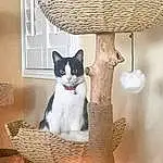 Cat, Furniture, White, Felidae, Carnivore, Wood, Shelf, Interior Design, Small To Medium-sized Cats, Window, Grey, Table, Wall, Whiskers, Tail, Chair, Cat Supply, Tree