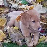 Dog, Dog breed, Retriever, Puppy, Labrador Retriever, Photo Caption, Golden Retriever, Snout, Companion dog, Puppy love, Fawn