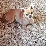 Dog, Dog breed, Canidae, Chihuahua, Companion dog, Carnivore, Snout, Fawn, Puppy, Toy Dog, Ancient Dog Breeds, Corgi-chihuahua, Tail