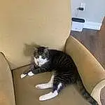 Cat, Comfort, Couch, Carnivore, Grey, Felidae, Wood, Whiskers, Chair, Small To Medium-sized Cats, Thigh, Tail, Hardwood, Linens, Domestic Short-haired Cat, Human Leg, Room, Furry friends, Bed, Bag