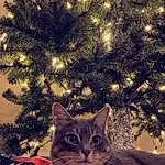 Christmas Tree, Cat, Christmas Ornament, Plant, Light, Branch, Carnivore, Holiday Ornament, Felidae, Evergreen, Fawn, Christmas Decoration, Larch, Ornament, Woody Plant, Twig, Whiskers, Small To Medium-sized Cats, Christmas, Tree