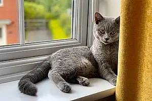 British Shorthair Cat Alfie