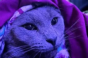 Russian Blue Cat Stoney