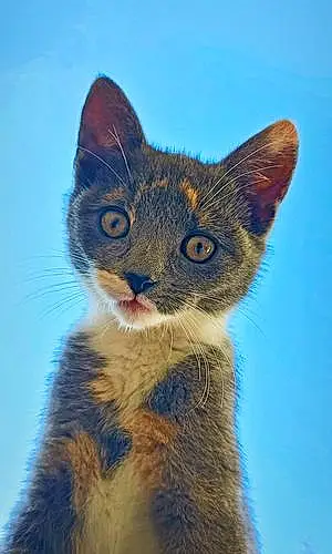 British Shorthair Cat Haru