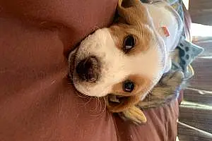 Name Beagle Dog Daisy