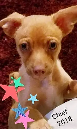 Name Chihuahua Dog Chief
