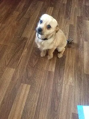 Name Chihuahua Dog Josey