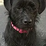 Dog, Dog breed, Snout, Terrier, Miniature Schnauzer, Patterdale Terrier, Schnoodle, Vulnerable Native Breeds, Schnauzer, Cairn Terrier, Whiskers, Rare breed dog