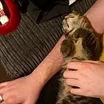Cat, Finger, Hand, Kitten, Leg, Arm, Nail, Whiskers, Girl, Ear