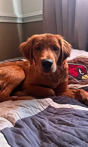 Name Golden Retriever Dog Ayla