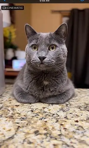 Name Cat Grey