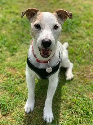 Name Jack Russell Dog Dylan