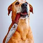 Dog, Dog breed, Snout, Companion dog, Retriever, Labrador Retriever
