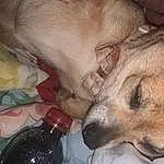 Dog, Carnivore, Dog breed, Bottle, Comfort, Companion dog, Fawn, Watch, Whiskers, Water Bottle, Snout, Clock, Furry friends, Plastic Bottle, Canidae, Paw, Linens, Nap, Rose