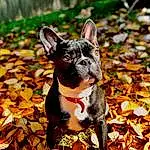 Dog, Leaf, Plant, Carnivore, Tree, Fawn, Boston Terrier, Whiskers, Companion dog, Working Animal, Grass, Toy Dog, Wood, Dog breed, Snout, Deciduous, Soil, French Bulldog, Art, Autumn
