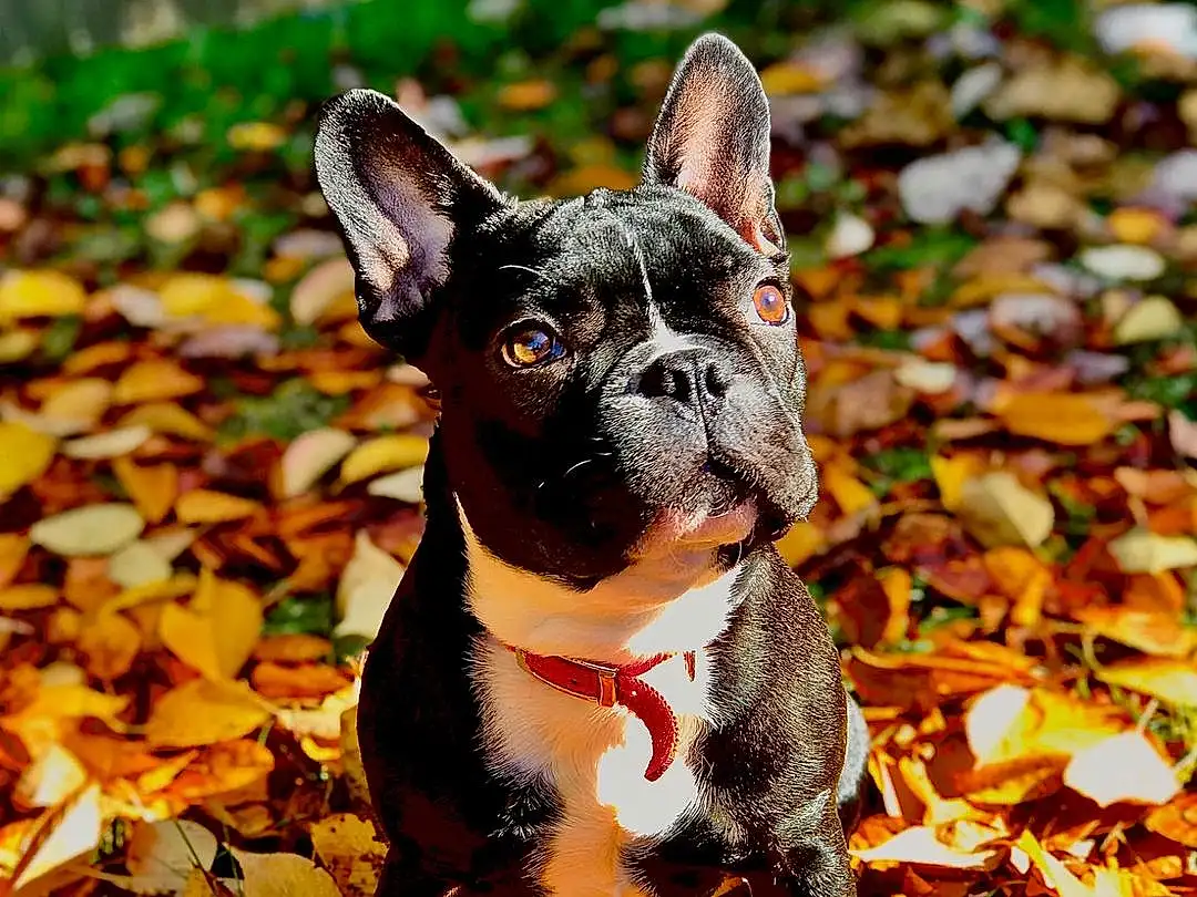 Dog, Leaf, Plant, Carnivore, Tree, Fawn, Boston Terrier, Whiskers, Companion dog, Working Animal, Grass, Toy Dog, Wood, Dog breed, Snout, Deciduous, Soil, French Bulldog, Art, Autumn