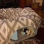 Carnivore, Room, Small To Medium-sized Cats, Comfort, Felidae, Cat, Cabinetry, Linens, Cat Supply, Chest Of Drawers, Whiskers, Bed, Bedroom, Cat Bed, Pet Supply, Domestic Short-haired Cat, Bed Sheet, Camouflage, Bedding