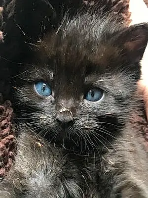 Name Cat Azul