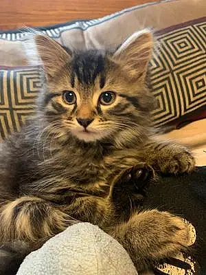 Name Maine Coon Cat Figaro