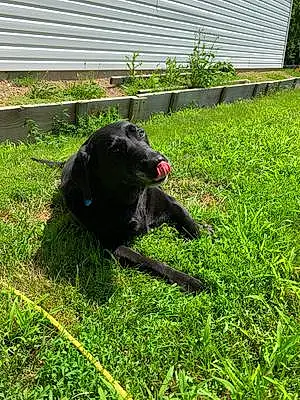 Labrador Retriever Dog Maggie