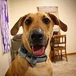 Dog, Dog breed, Snout, Whiskers, Black Mouth Cur