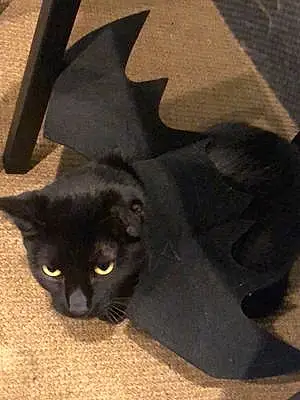 Name Cat Gotham