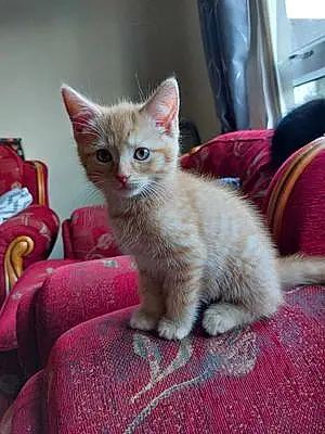 Name Cat Gizmo