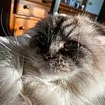 Cat, Window, Felidae, Carnivore, Fawn, Small To Medium-sized Cats, Whiskers, Cabinetry, Furry friends, Terrestrial Animal, Drawer, Photography, Birman, Domestic Short-haired Cat, British Longhair
