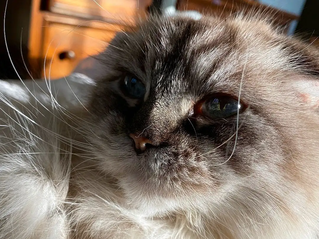 Cat, Window, Felidae, Carnivore, Fawn, Small To Medium-sized Cats, Whiskers, Cabinetry, Furry friends, Terrestrial Animal, Drawer, Photography, Birman, Domestic Short-haired Cat, British Longhair