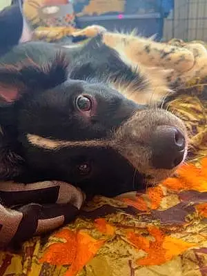 Border Collie Dog Oreo