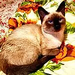 Cat, Siamese, Green, Felidae, Plant, Carnivore, Small To Medium-sized Cats, Whiskers, Fawn, Grass, Snout, Birman, Furry friends, Comfort, Groundcover, Terrestrial Animal, Thai
