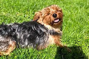 Name Yorkshire Terrier Dog Ana