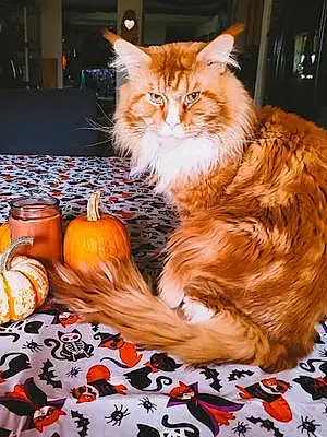 Name Maine Coon Cat Cheddar