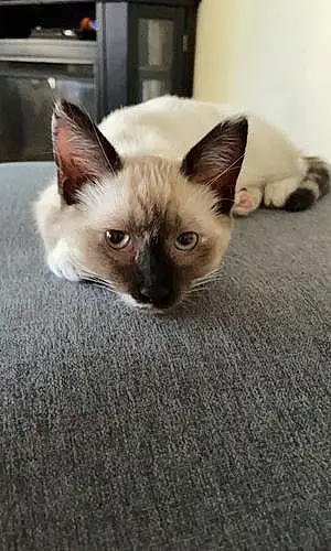 Siamese Cat Yuka