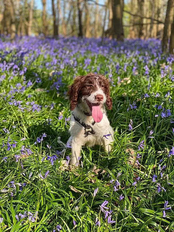 Dog breed, Carnivore, Dog, Liver, Wildflower, Companion dog, Groundcover, English Springer Spaniel, French Spaniel, Woodland, Herbaceous Plant, Canidae, Meadow, Hunting Dog, Spaniel, Gun Dog, Puppy, Prairie