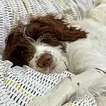 Dog breed, Dog, Carnivore, Liver, Companion dog, Snout, Canidae, Furry friends, Working Animal, French Spaniel, Dog Supply, Working Dog, Pet Supply
