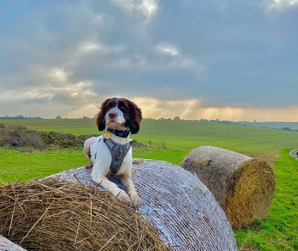 Dog breed, Cloud, Dog, Carnivore, Hay, Plain, Straw, Liver, Grassland, Agriculture, Companion dog, Rural Area, Field, Pasture, Meteorological Phenomenon, Prairie, Canidae