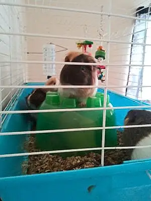Name Guinea Pig Beethoven