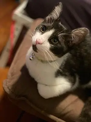 Name Savannah Cat Figaro
