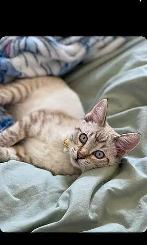 Bengal Cat Coco