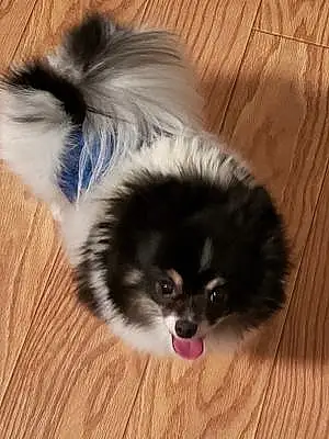 Name Pomeranian Dog Booboo