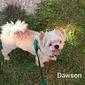 Name Mixed breed Dog Dawson