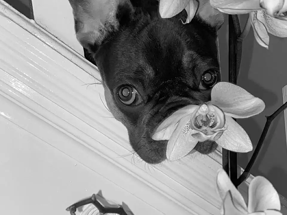 Head, Dog, White, Dog breed, Black, Carnivore, Ear, Black-and-white, Grey, Style, Whiskers, Companion dog, Fawn, Monochrome, Toy Dog, Flower, Chihuahua, Snout, Black & White