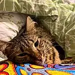 Cat, Comfort, Carnivore, Felidae, Whiskers, Small To Medium-sized Cats, Snout, Linens, Furry friends, Domestic Short-haired Cat, Bedding, Bed, Pattern, Bed Sheet, Terrestrial Animal, Nap, Paw, Blanket, Sleep