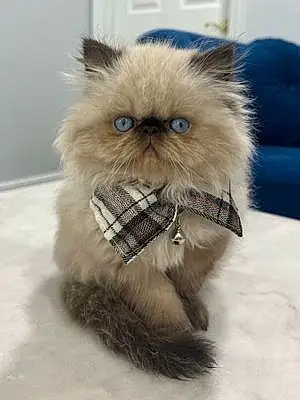 Persian Cat Otis