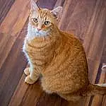 Cat, Wood, Felidae, Carnivore, Small To Medium-sized Cats, Fawn, Whiskers, Hardwood, Tail, Wood Stain, Snout, Foot, Varnish, Paw, Domestic Short-haired Cat, Furry friends, Terrestrial Animal, Wood Flooring, Claw