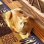 Cat, Eyes, Wood, Carnivore, Felidae, Comfort, Fawn, Whiskers, Small To Medium-sized Cats, Hardwood, Terrestrial Animal, Tail, Wood Stain, Linens, Domestic Short-haired Cat, Furry friends, Claw, Plank, Pattern