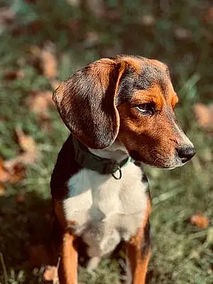 Beagle Dog Peanut