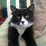 Cat, Small To Medium-sized Cats, Whiskers, Felidae, Black cats, Carnivore, Domestic Short-haired Cat, Snout, Kitten, Polydactyl Cat, Black-and-white, Furry friends